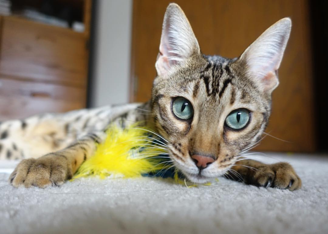 开云体育中国-鏖战法兰西，非典型英雄凯塞多，与绿茵的唯一法则